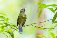 Strickland State Forest